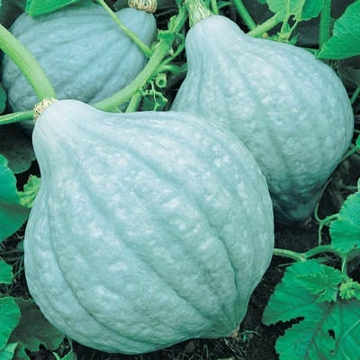 Exotic Blue Squash Seeds for Planting | Grow Your Own Food - Colorful Blue Fruit Melon