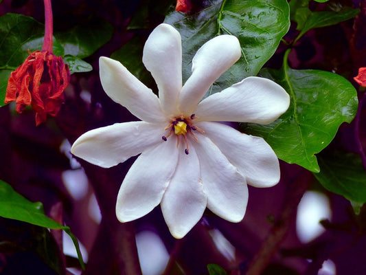 10 Gardenia thunbergia Seeds for Planting