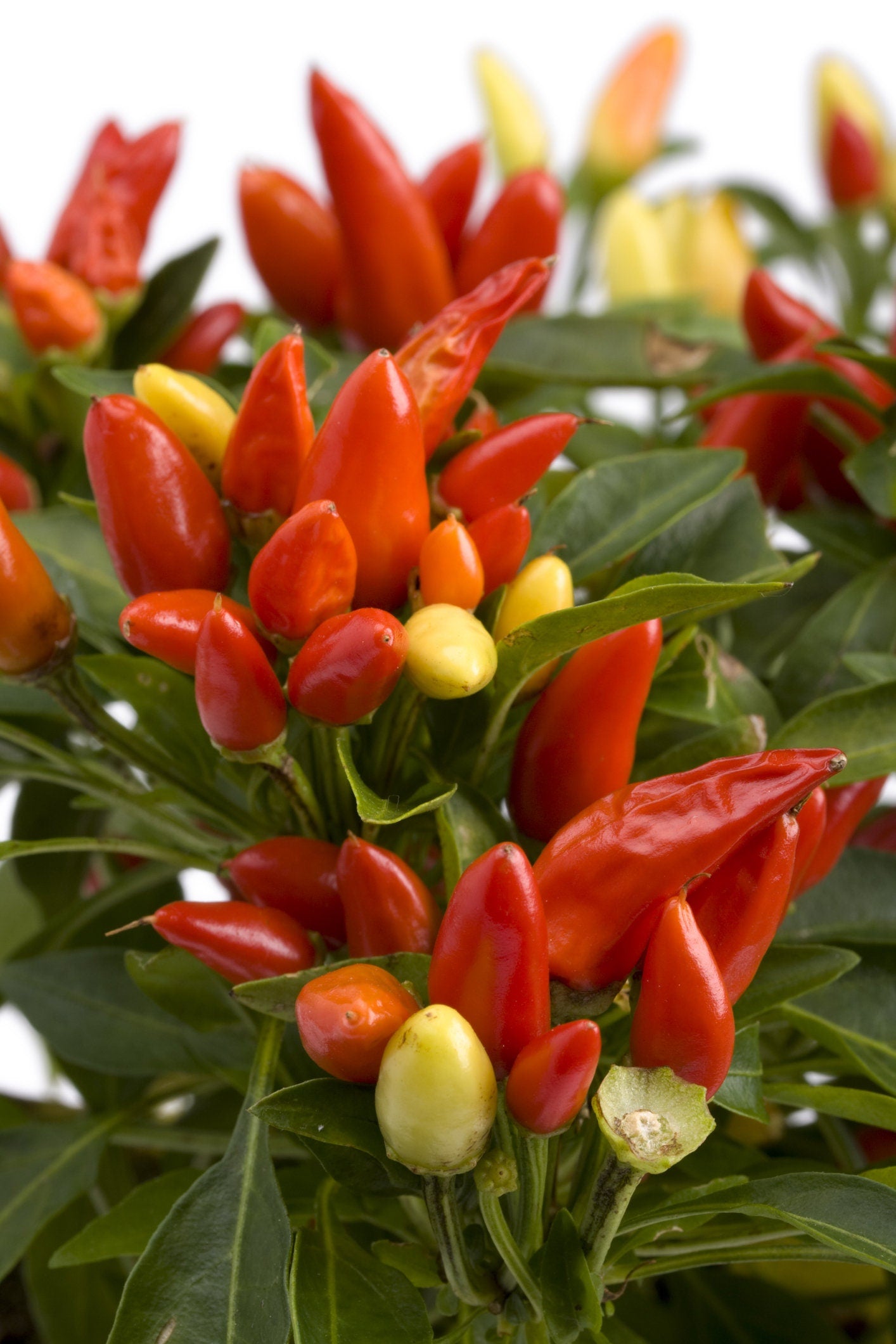 Tabasco Pepper Seeds for Planting - Grow Red Hot Chili Peppers - Great for Eating or Chili Powder