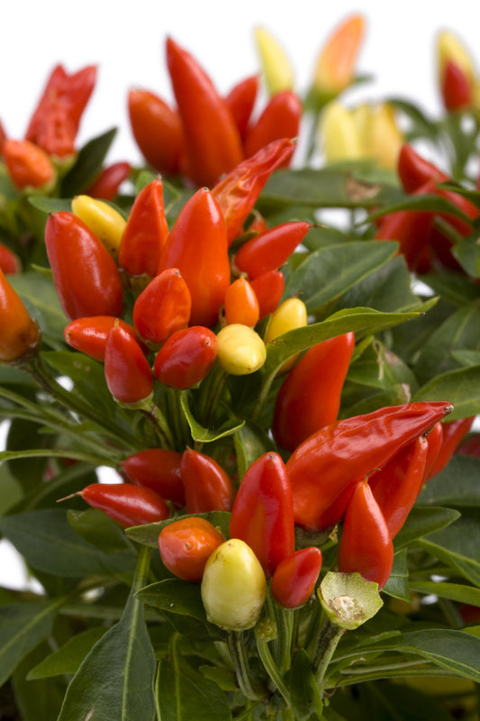 Tabasco Pepper Seeds for Planting - Grow Red Hot Chili Peppers - Great for Eating or Chili Powder