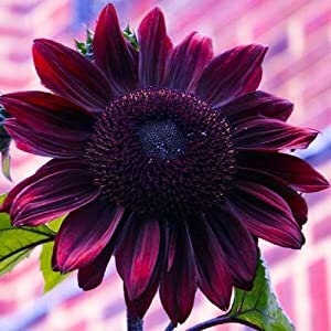 100 Chocolate Sunflower Seeds for Planting | Grow Exotic Chocolate Cherry Sunflowers | Rare Garden Seeds for Planting