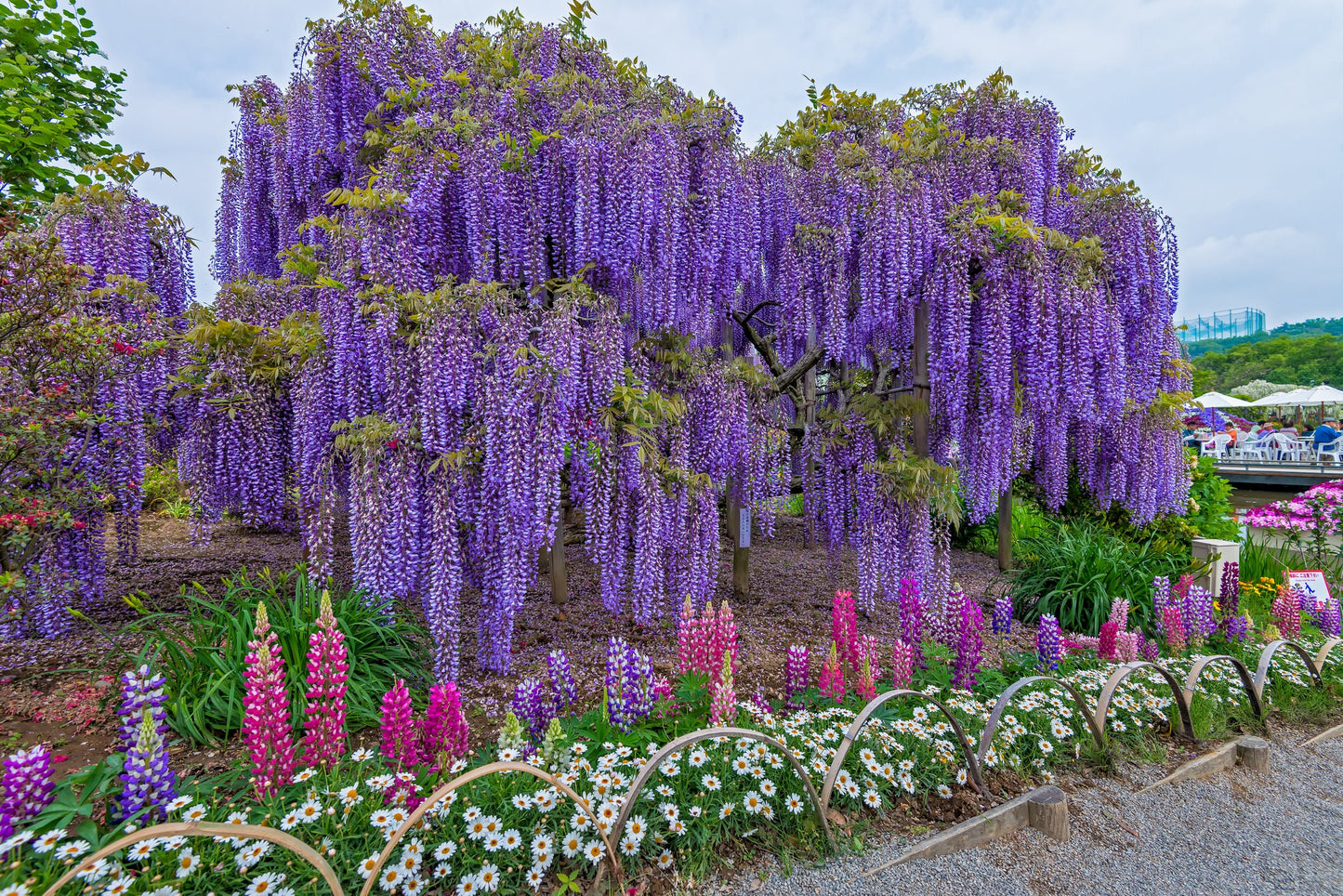 Wisteria Vine Seeds - Highly Prized Flowering Plant for Garden, Yard, or Bonsai, Wisteria sinensis