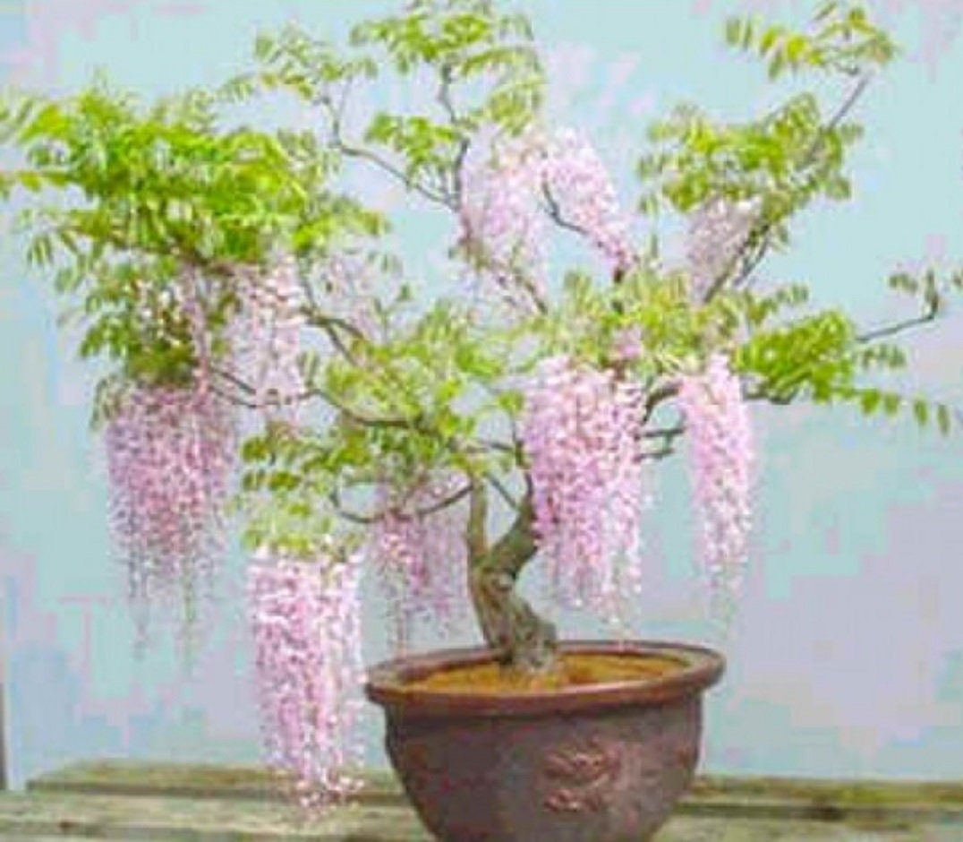 where can i buy a wisteria bonsai tree Rare Pink Wisteria Bonsai Tree Seeds, 5 Seeds