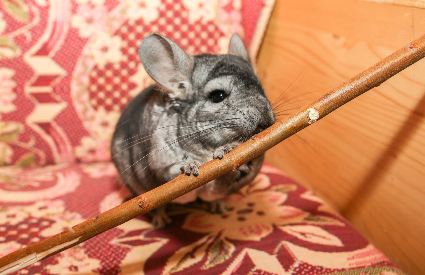 Dried Apple Wood Branches for Squirrel, Rabbit, Chinchillas, Guinea Pigs, Hamsters and Other Small Pet Molar Activities