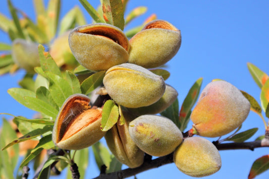 Almond Tree Seeds - Grow Almonds Trees