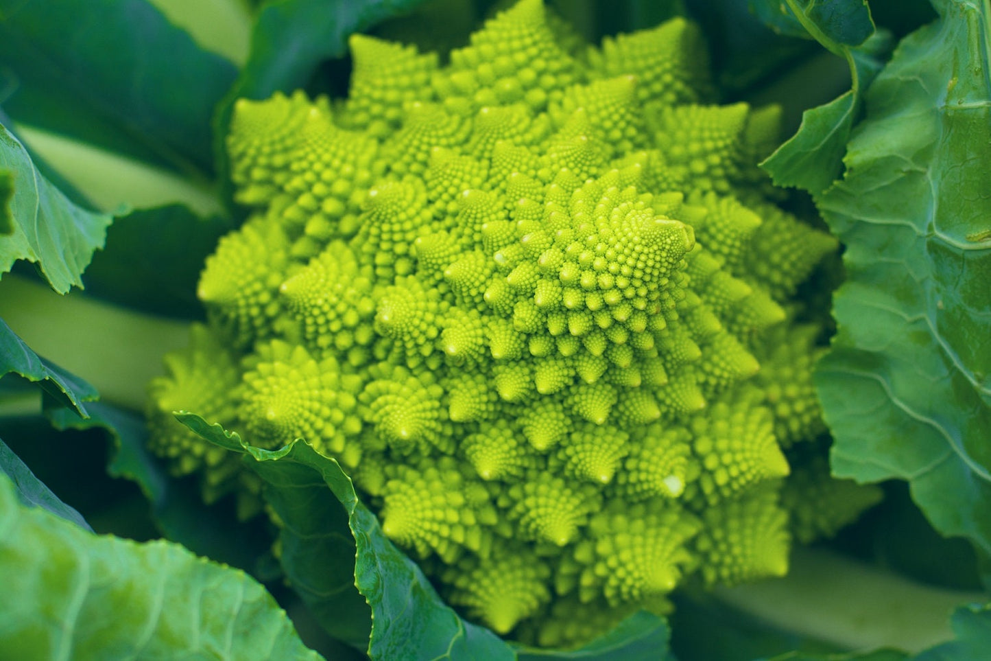 Romanesco Broccoli Seeds for Planting (Brassica oleracea) | Spiral Broccoli | Made in USA. Ships from Iowa