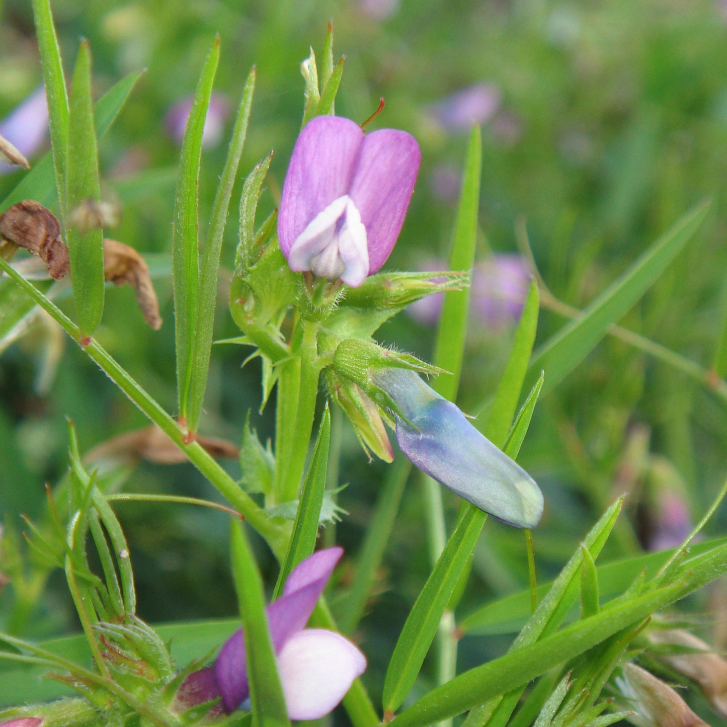 Austrian Winter Pea Seeds - Excellent Food Plot Forage for Deer and Wildlife