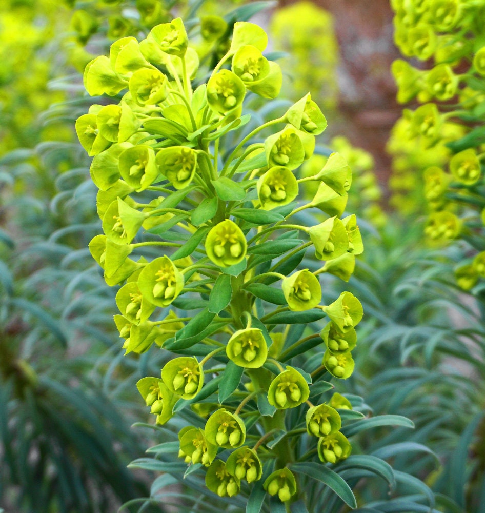 Bells of Ireland Flower Seeds - Grow the Luck of the Irish