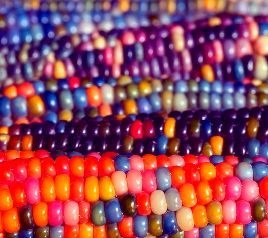 Glass Gem Corn Seeds - Translucent Kernels, Display or Grind for Meal - Rare Heirloom Variety