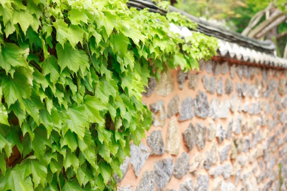 100 Climbing Ivy Seeds for Planting - Easy to Grow Boston Ivy Vine - Ships from Iowa, US