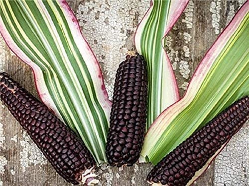 Candy Striped Corn Seeds 20 Seeds - Pink Zebra Corn - Japonica Corn