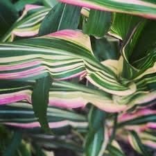 Candy Striped Corn Seeds 20 Seeds - Pink Zebra Corn - Japonica Corn