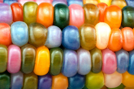 Glass Gem Corn Seeds - 25+ seeds per pack - Rare Heirloom Variety