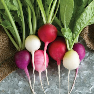 Easter Egg Radish Seeds for Planting - 250+ Seeds - Rare Garden Vegetable Seeds - Rainbow Colors