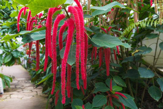 Flower Amaranth Seeds - 100+ Love Lies Bleeding Seeds - Non-GMO Seeds - Ships from Iowa, USA