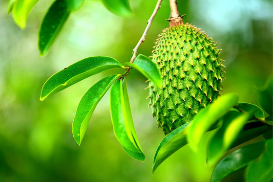 Soursop Fruit Tree Seeds for Planting - 6 Seeds - Great Bonsai or Patio Plant