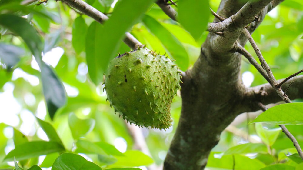 Soursop Fruit Tree Seeds for Planting - 6 Seeds - Great Bonsai or Patio Plant