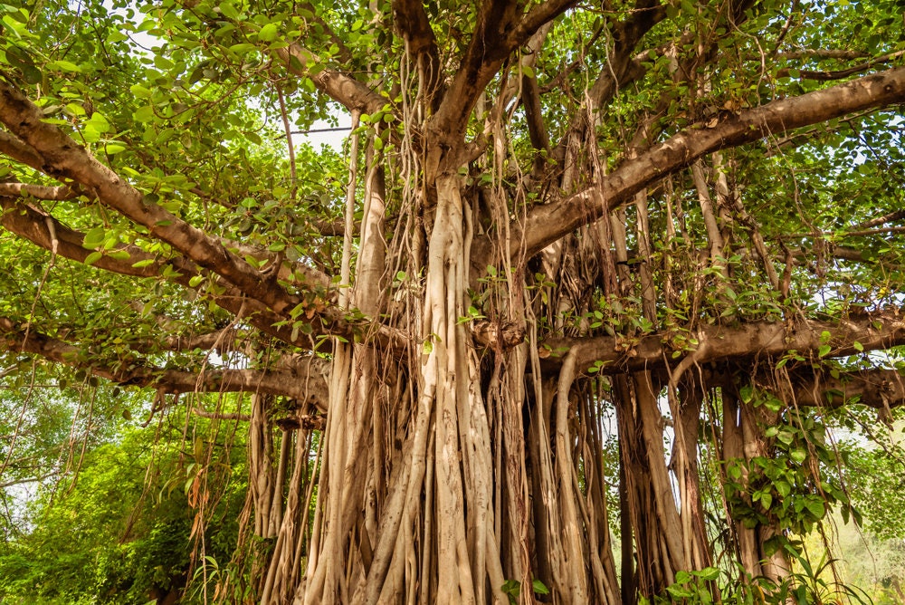 Banyan Tree Seeds for Planting - 30 Seeds of Ficus benghalensis - Indian Banian Tree - Ships from Iowa, USA