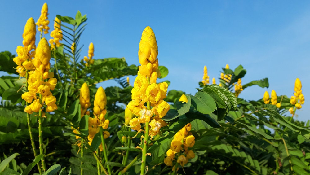 Emperors Candlesticks Wildflower Seeds - 30 Seeds of Senna alata - Ships from Iowa, USA