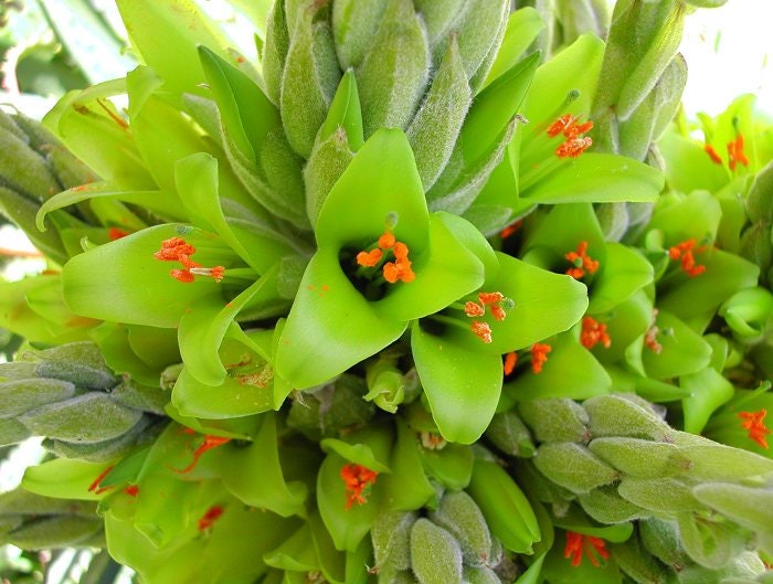 Green Sapphire Tower Seeds for Planting - 15 Seeds -  Puya chilensis - Rare Exotic Flower Seeds