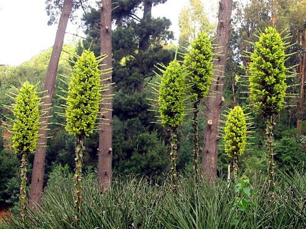 Green Sapphire Tower Seeds for Planting - 15 Seeds -  Puya chilensis - Rare Exotic Flower Seeds