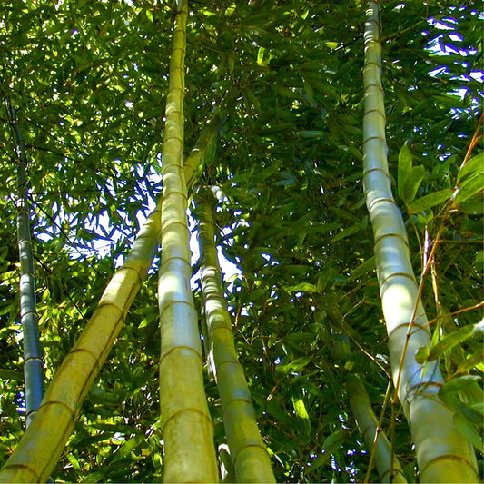 Japanese Giant Timber Bamboo Seeds for Planting - Grow a Fast Bamboo Forest - Ships from Iowa