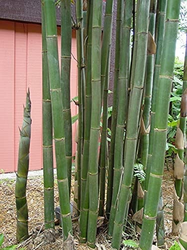 giant bamboo seeds for planting Japanese Giant Timber Bamboo Seeds for Planting
