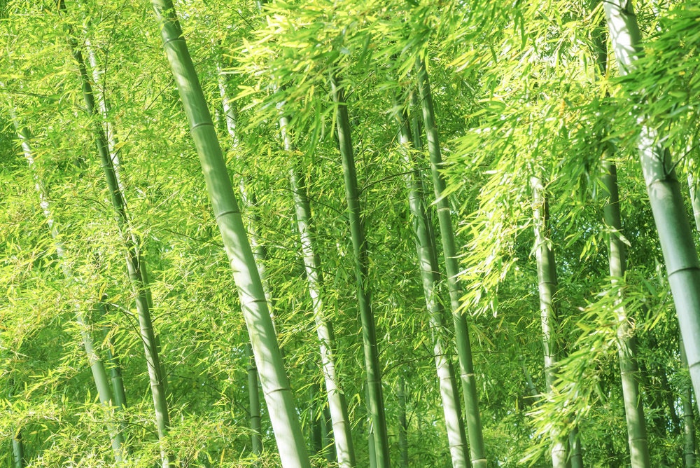 Japanese Giant Timber Bamboo Seeds for Planting - Grow a Fast Bamboo Forest - Ships from Iowa