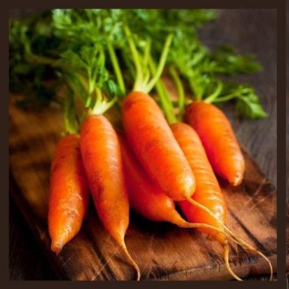 Little Finger Carrot Seeds | Heirloom & Non-GMO Carrot Seeds | 250+ Vegetable Seeds for Planting Outdoor Home Gardens  Instructions Included