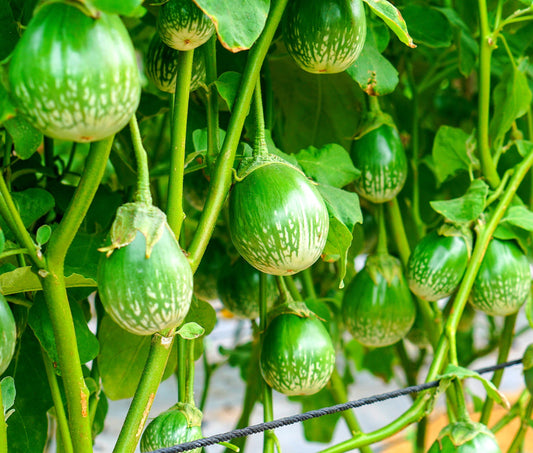 100+ Thai Eggplant Seeds for Planting - Round Eggplant is Ornamental and Tasty