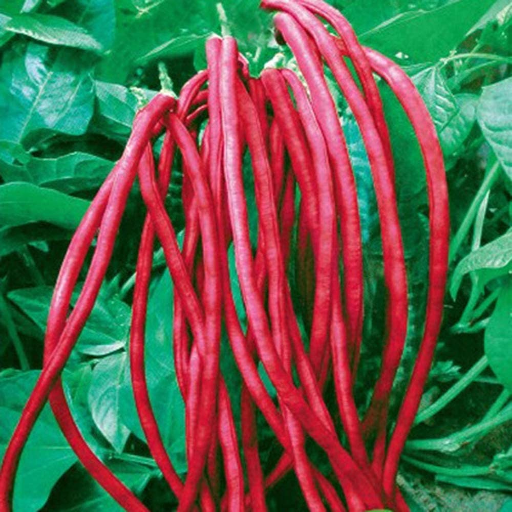 Red Cowpea Yard Long Bean Seeds Yardlong Beans Heirloom Non-GMO Vegetable