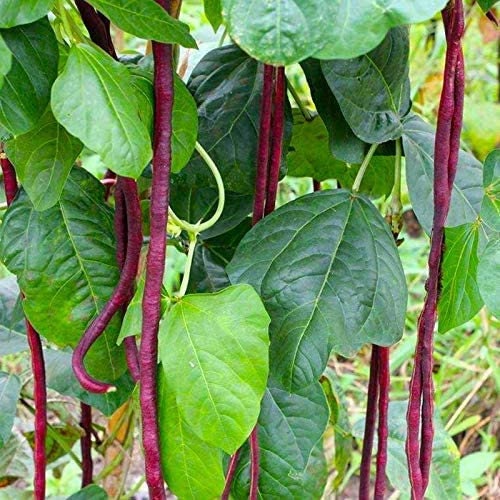 Red Cowpea Yard Long Bean Seeds Yardlong Beans Heirloom Non-GMO Vegetable