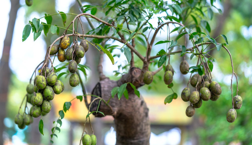 Sweet Plum Bonsai Tree Seeds | Prunus americana, 10 Seeds to Grow as Bonsai | Ships from Iowa, USA