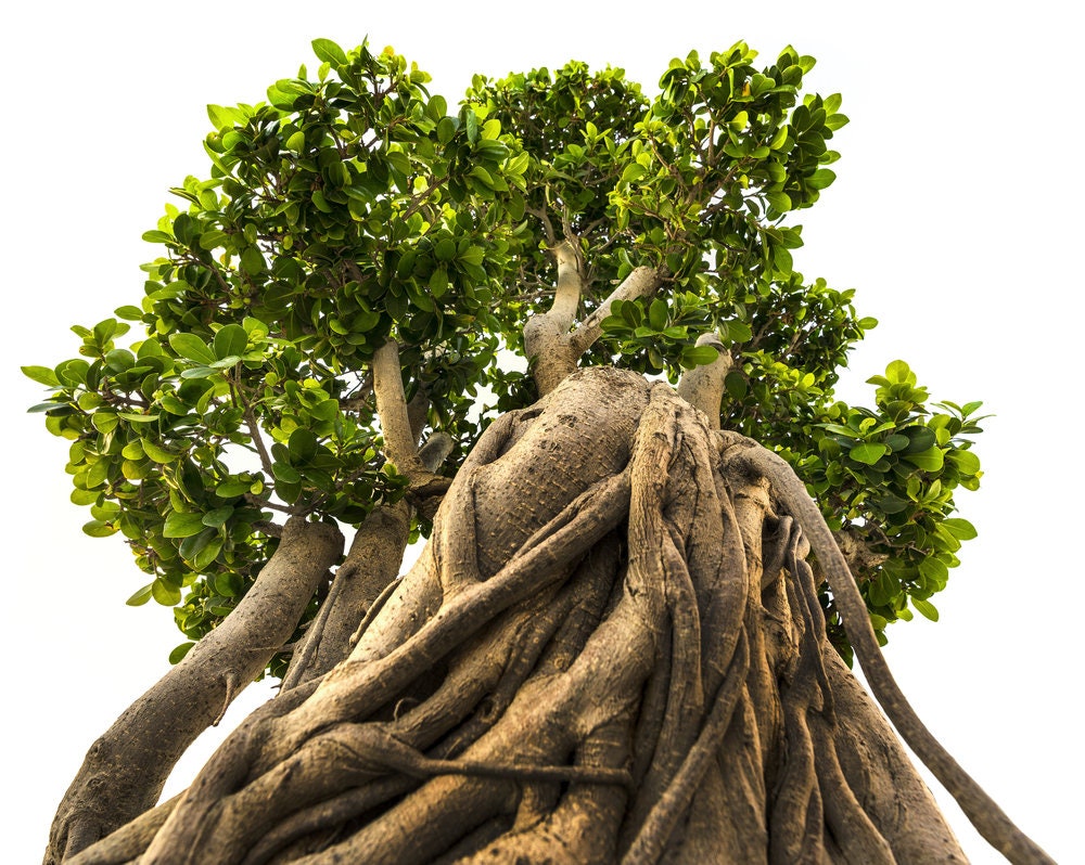 Indian Banyan Bonsai Tree Seeds for Planting - 20 Seeds of Ficus benghalensis - Ships from Iowa, USA