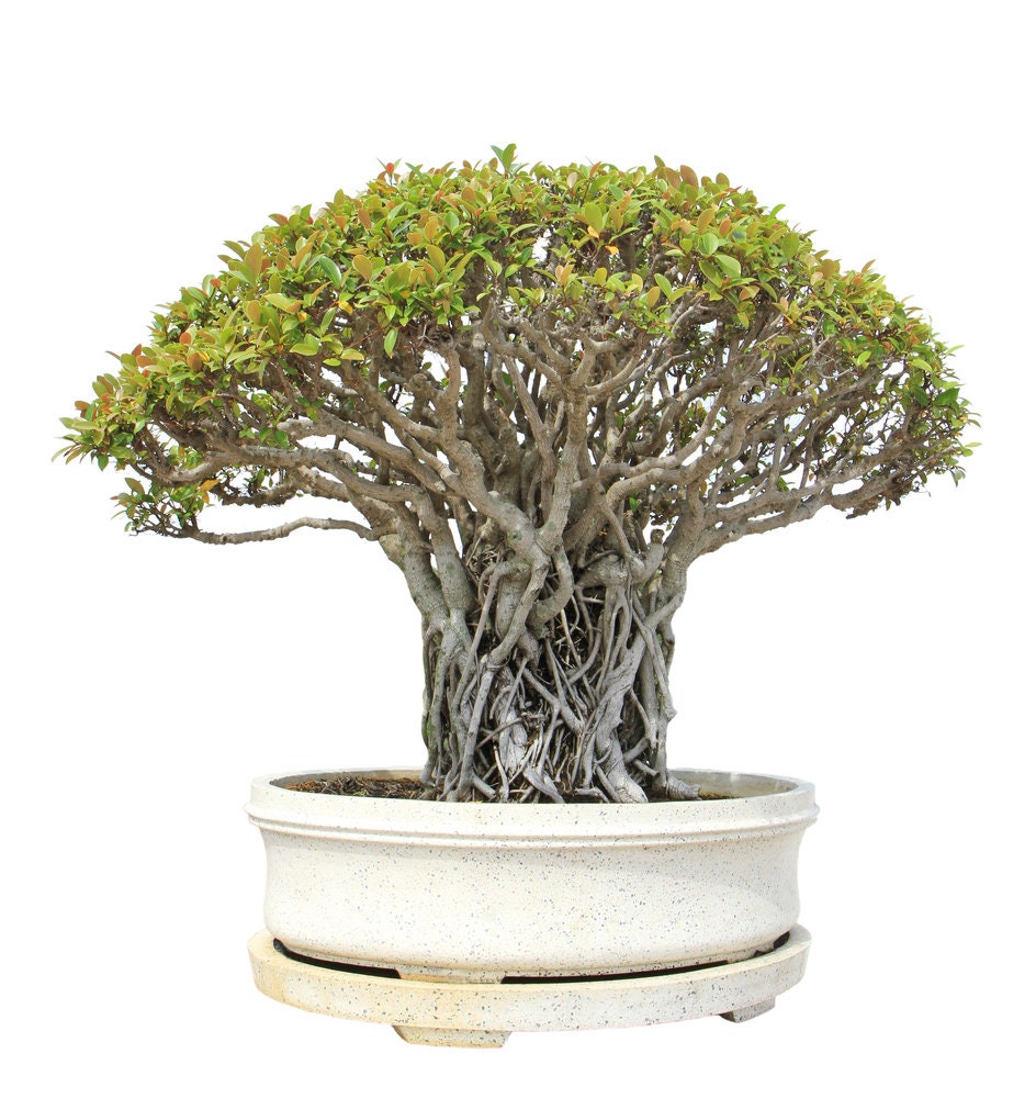 Indian Banyan Bonsai Tree Seeds for Planting - 20 Seeds of Ficus benghalensis - Ships from Iowa, USA