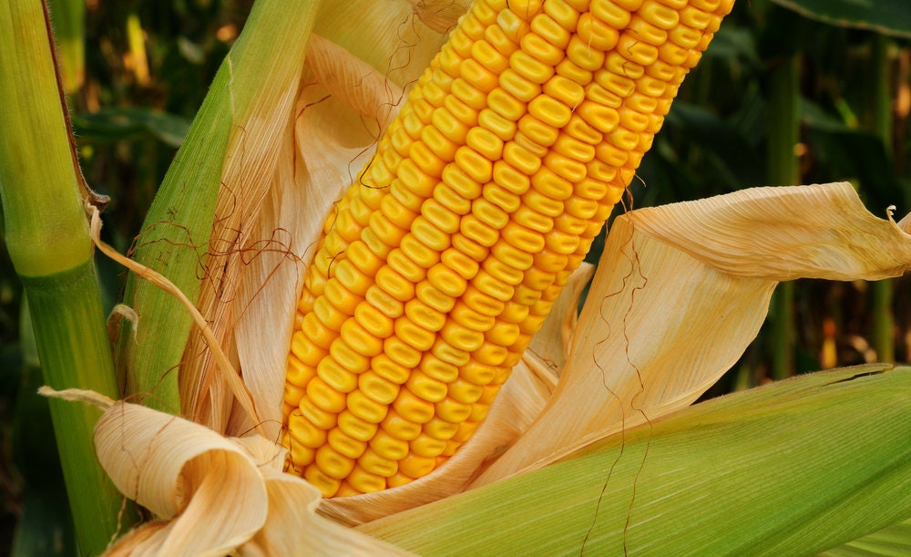 Yellow Dent Corn Seeds - 250 Seeds to Grow - High Yielding Hybrid Corn Seeds - Grow Squirrel Corn