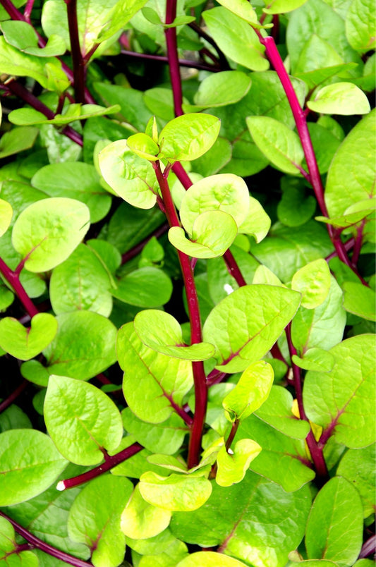 100+ Malabar Red Stem Spinach Seeds Herb Heirloom Non-GMO Phooi Leaf, Red Vine, Alugbati, Vietnamese, Ships from USA