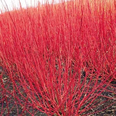 Red Dogwood Cuttings to Plant - Easy to Grow