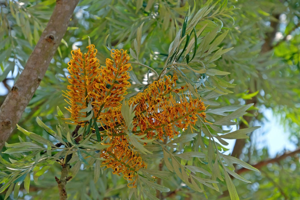 30 Silky Oak Tree Seeds for Planting - Grevillea robusta