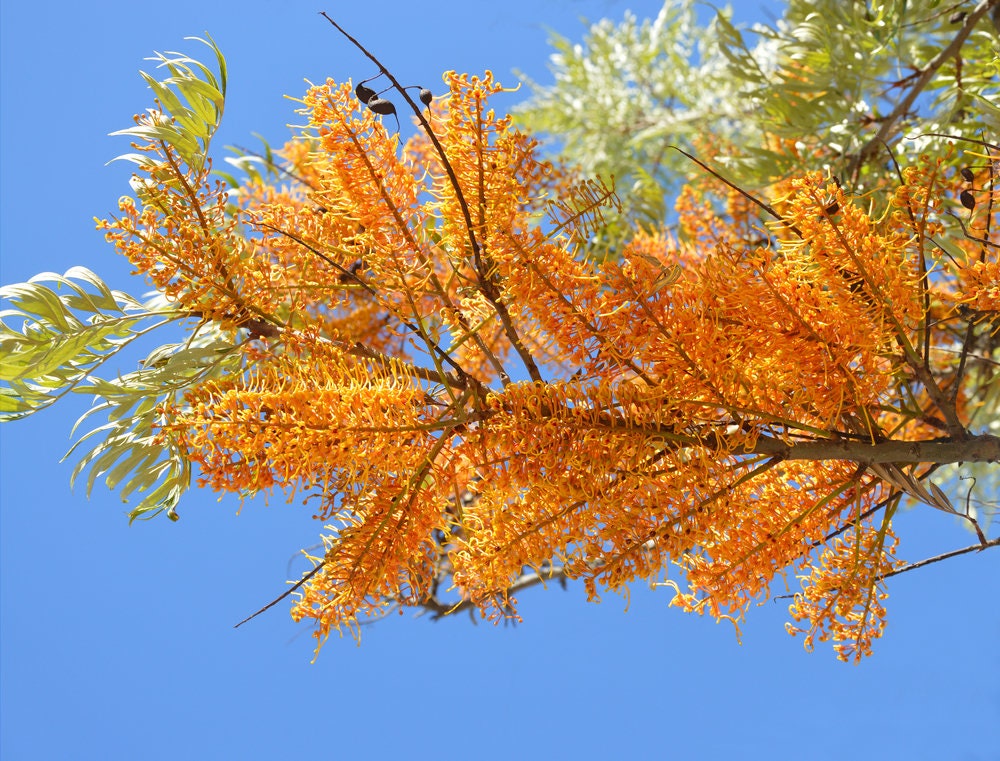 30 Silky Oak Tree Seeds for Planting - Grevillea robusta