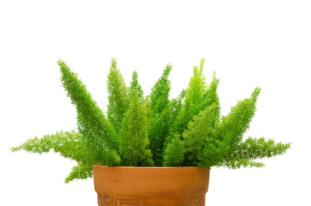 6 Asparagus Fern Seeds - Asparagus densiflorus Meyeri - Great Indoor Plant  or Annual Garden Plant 