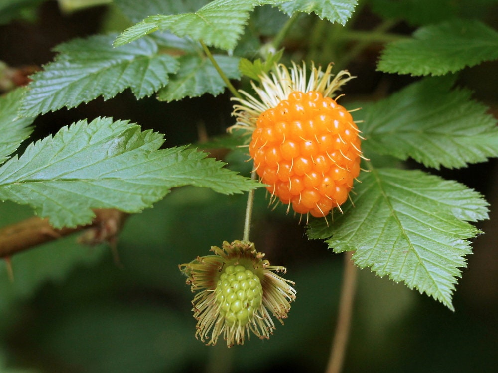 Salmonberry Bush Seeds - Rubus spectabilis - Great for Hummingbirds - Salmon Berry