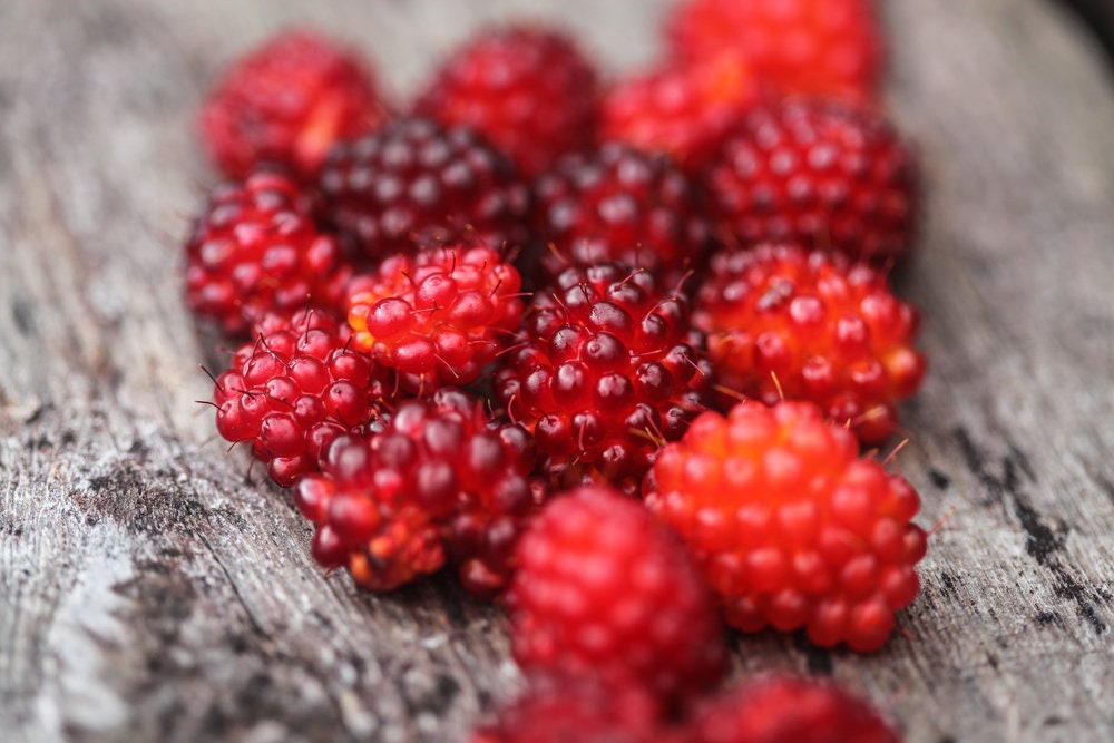 Salmonberry Bush Seeds - Rubus spectabilis - Great for Hummingbirds - Salmon Berry