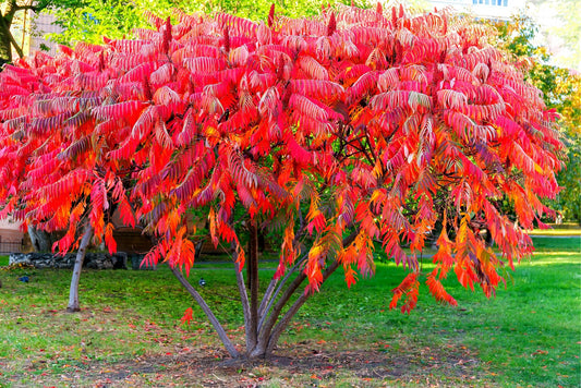 30 Staghorn Sumac Tree Seeds - Rhus typhina