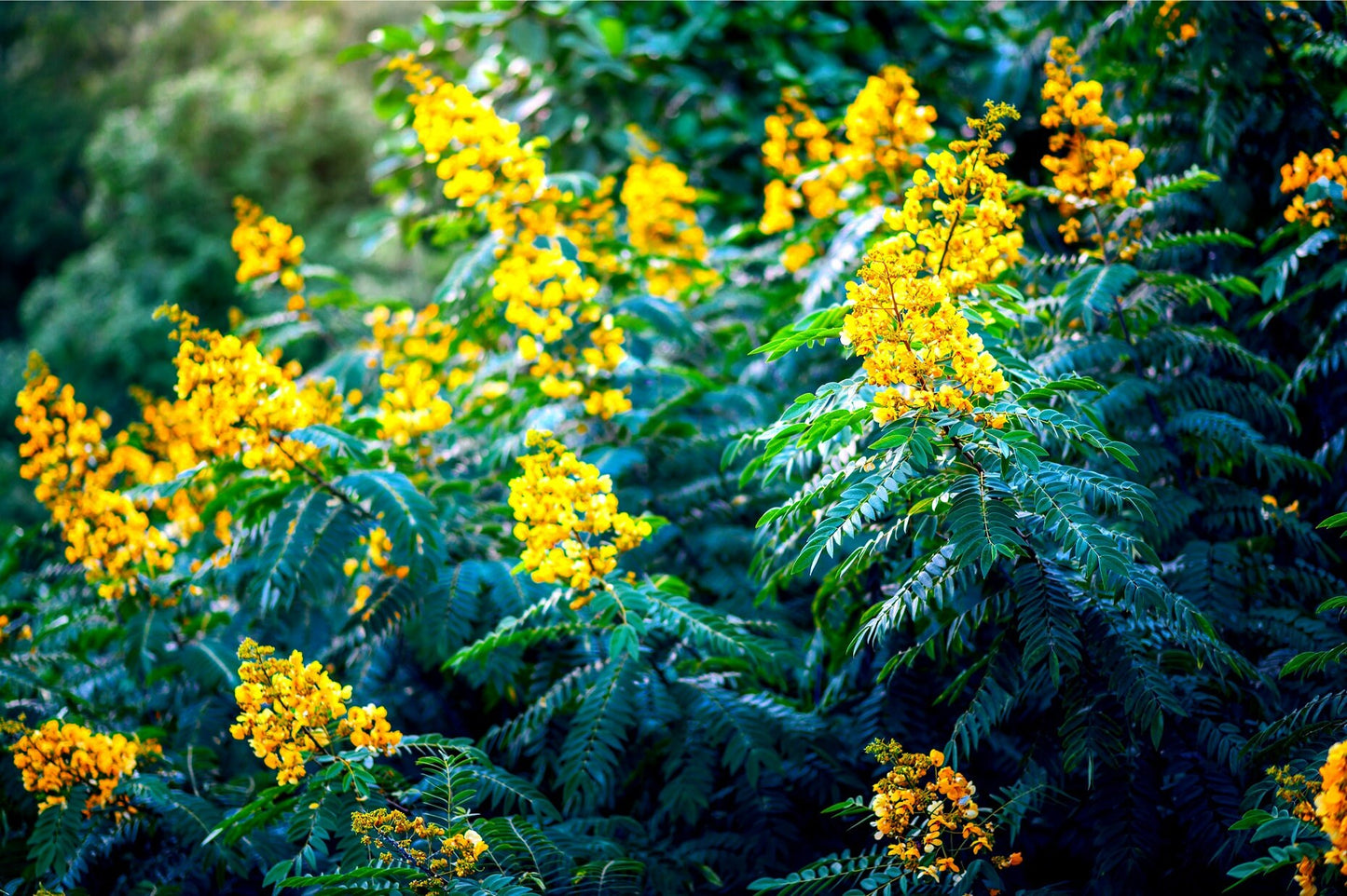 30 American Senna Seeds - Senna hebecarpa