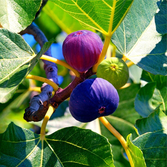 10 Edible Fig Tree Seeds - Ficus carica