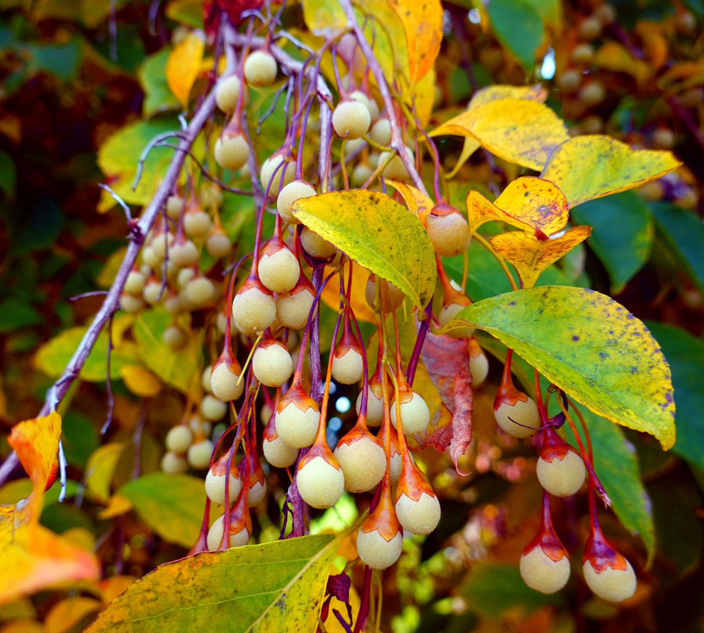 20 Japanese Snowbell Tree Seeds - Styrax japonicus