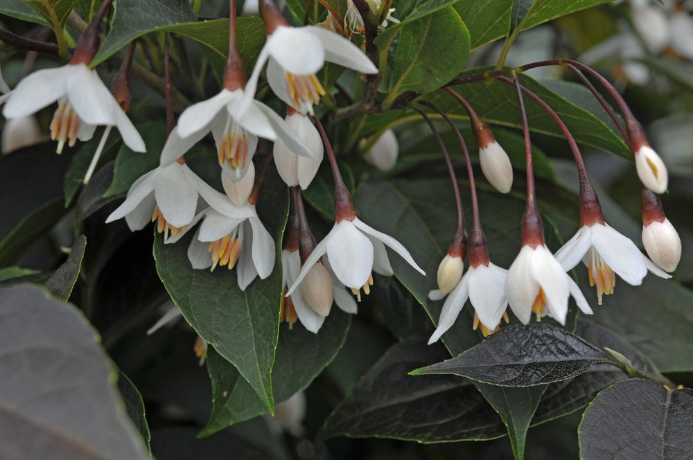 20 Japanese Snowbell Tree Seeds - Styrax japonicus