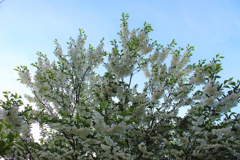 20 Japanese Snowbell Tree Seeds - Styrax japonicus