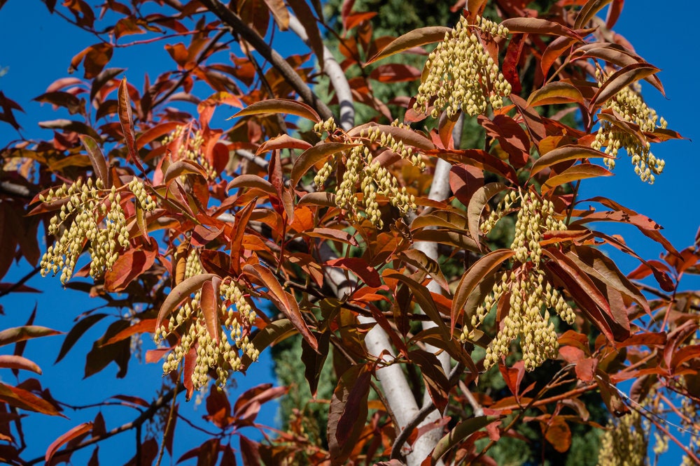 Lily of The Valley Tree Seeds - 100 Seeds of Oxydendrum arboreum, Sourwood